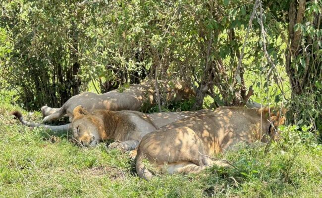 Khu bảo tồn Masai Mara