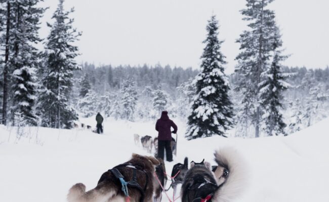 Xe chó kéo Husky